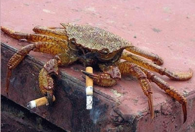 Photo of a lonely crab "smoking" discarded cigarettes.